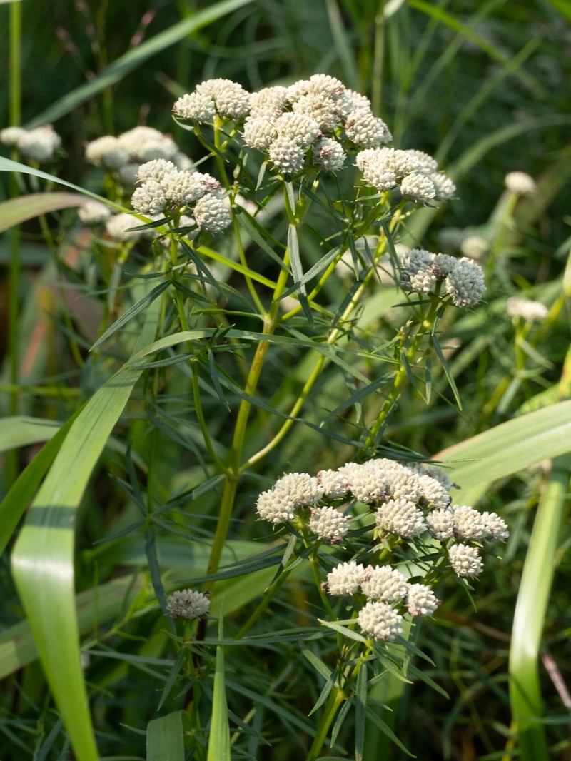 Narrowleaf Mountainmint