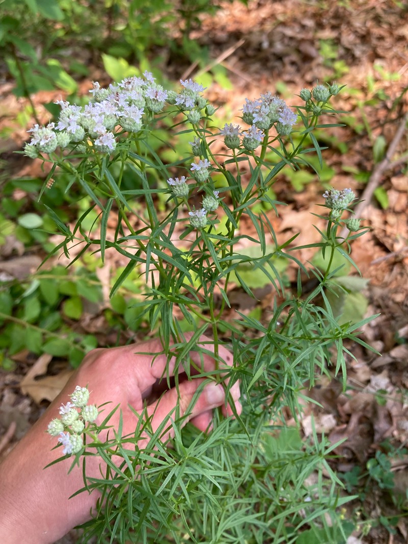 Narrowleaf Mountainmint photo 2