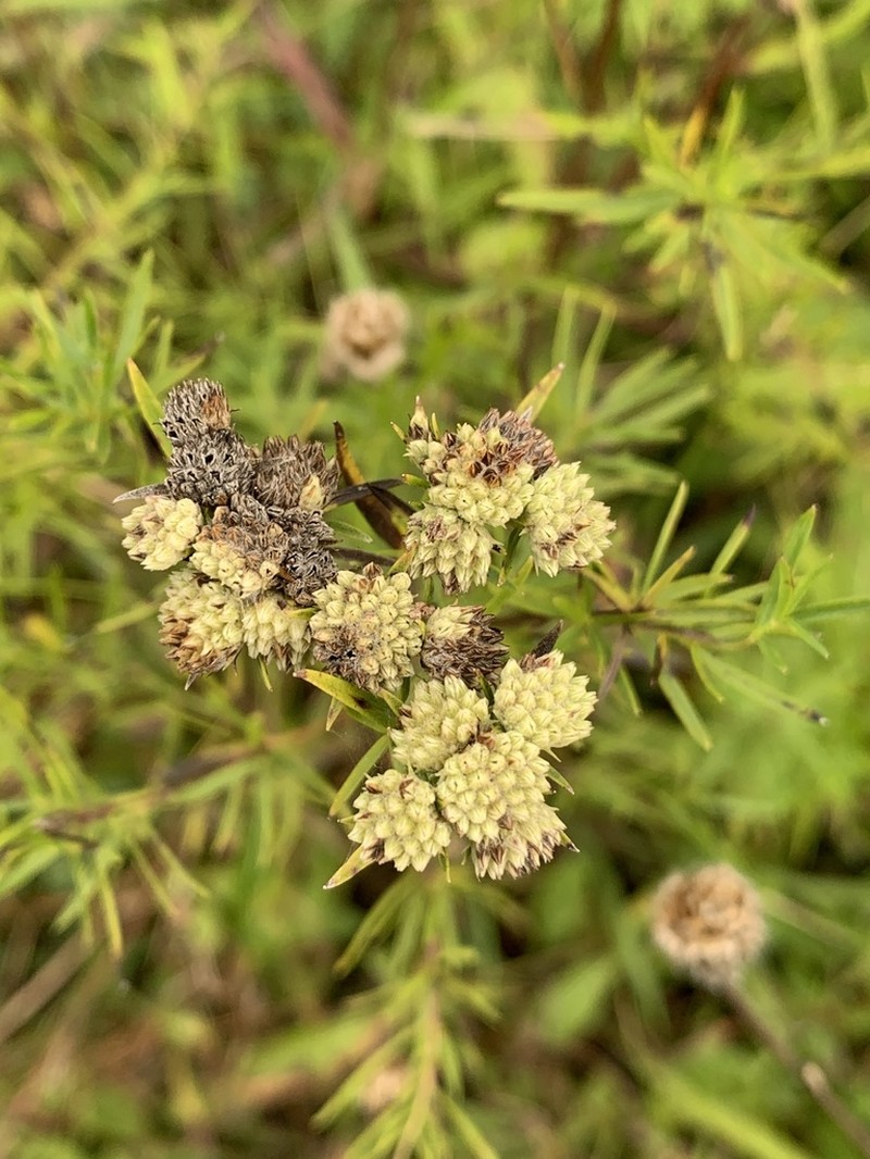 Narrowleaf Mountainmint photo 3