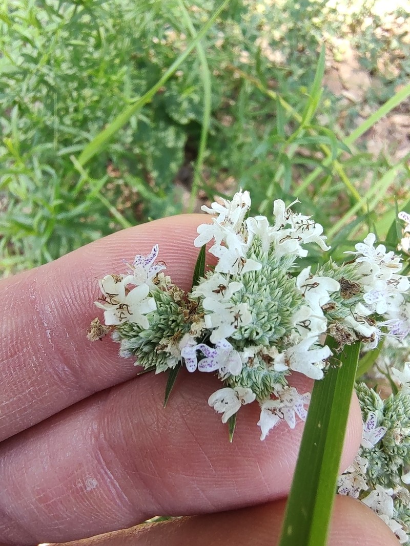 Narrowleaf Mountainmint photo 4