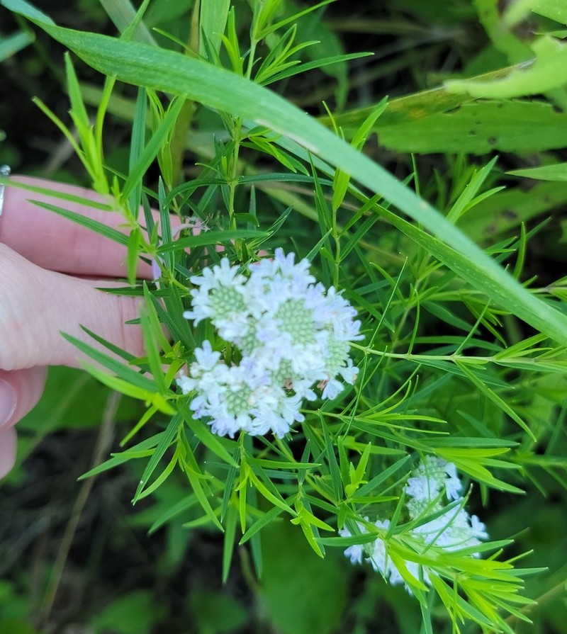 Narrowleaf Mountainmint photo 5