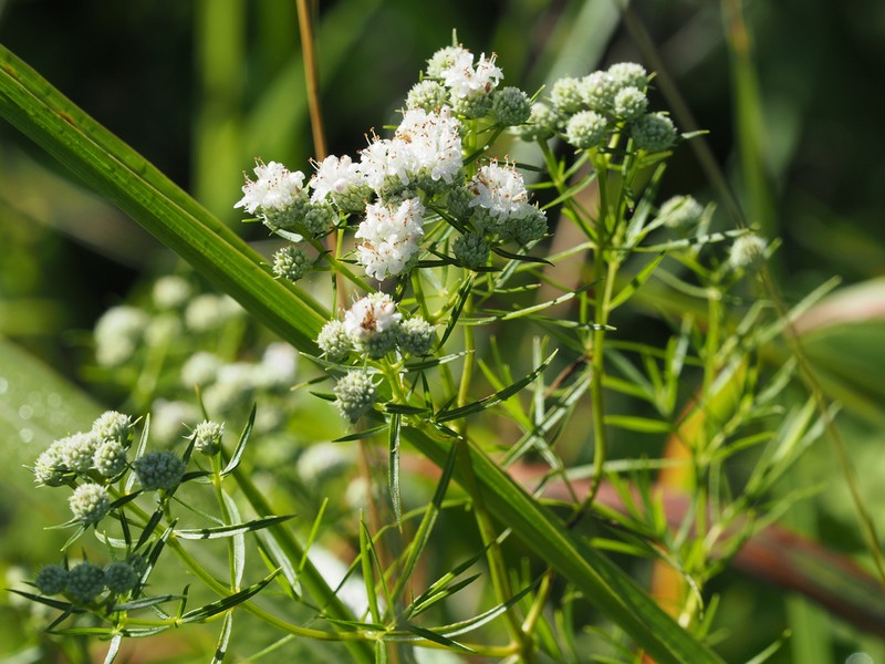 Narrowleaf Mountainmint photo 6