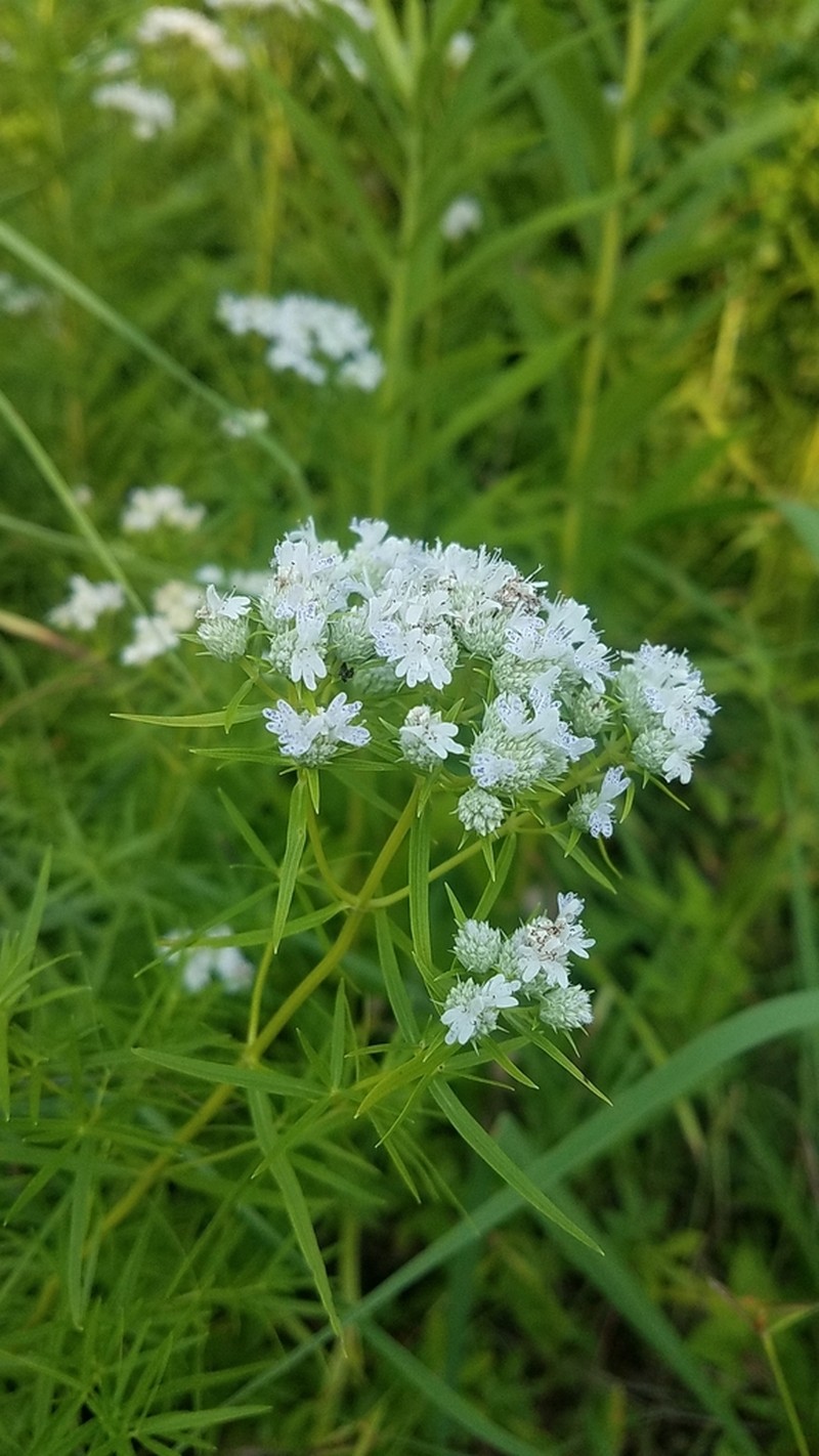 Narrowleaf Mountainmint photo 7