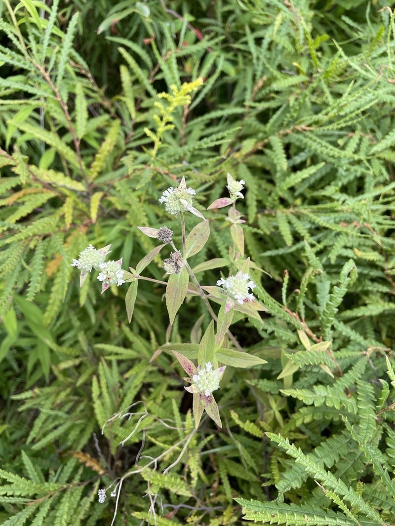 Pycnanthemum torreyi