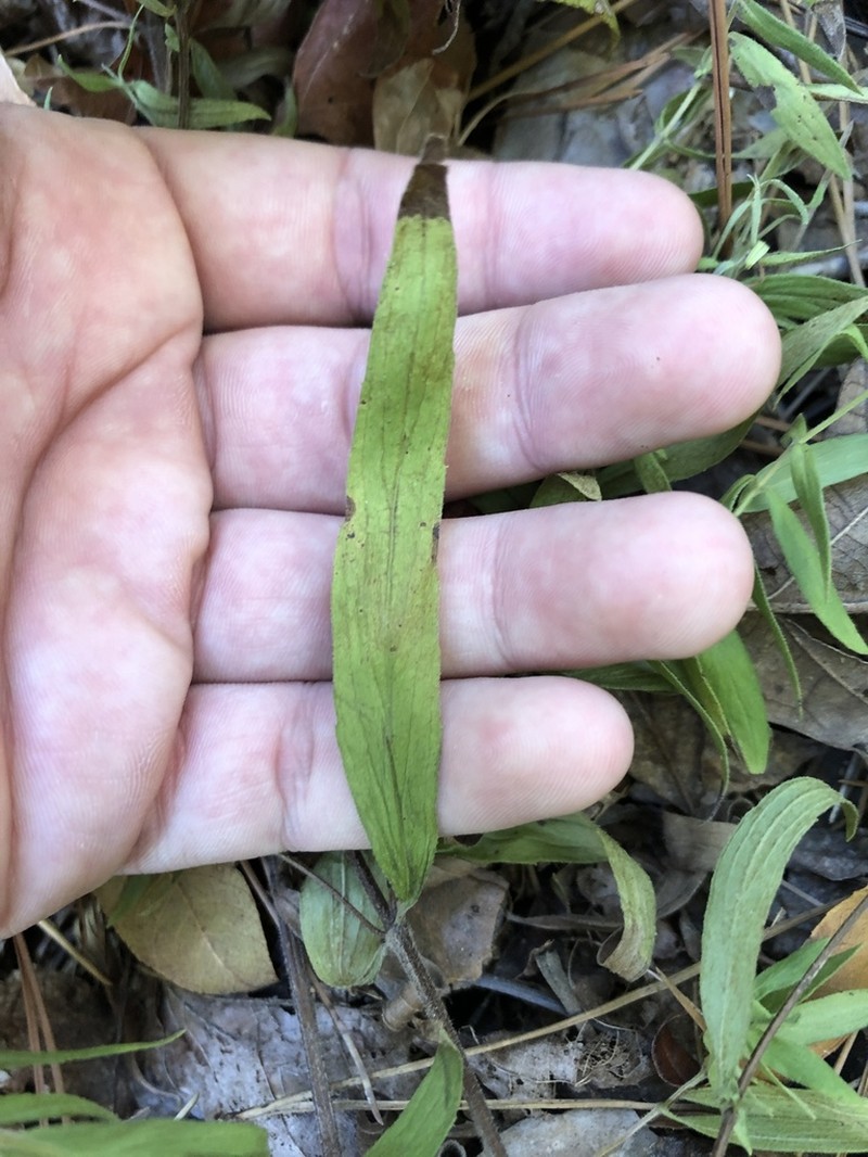 Pycnanthemum torreyi photo 2