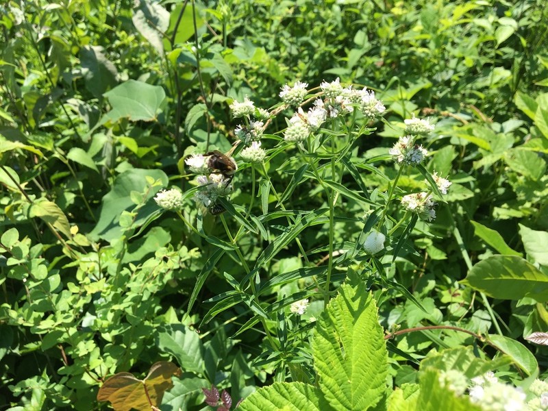 Pycnanthemum torreyi photo 3