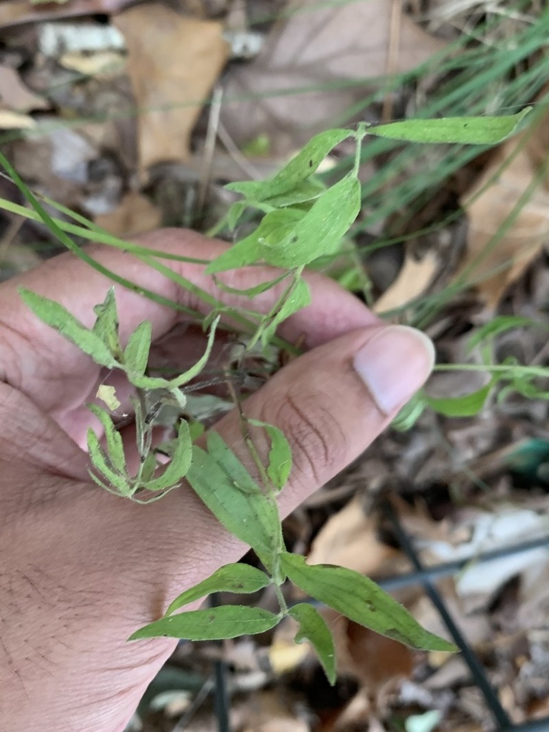 Pycnanthemum torreyi photo 4