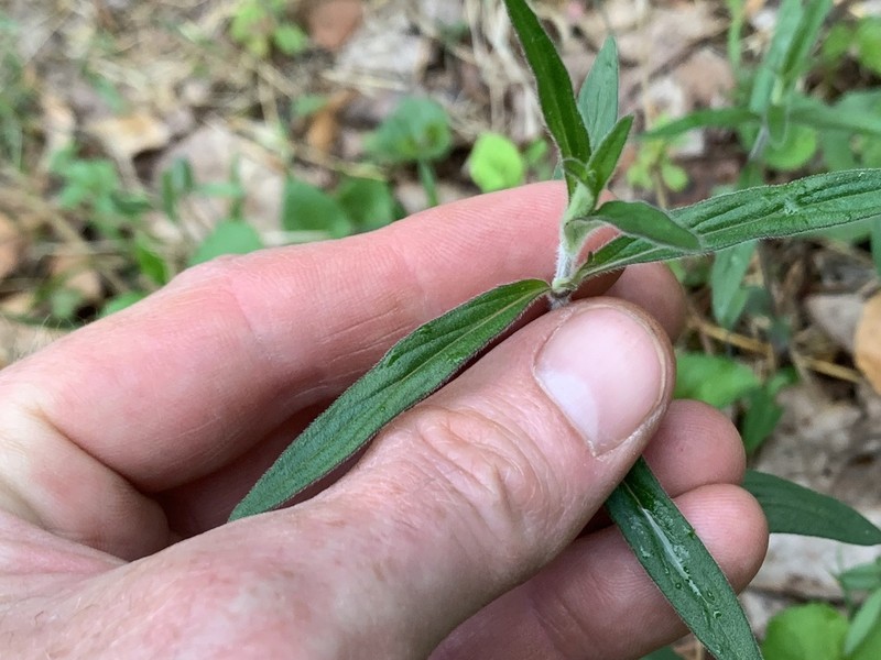 Pycnanthemum torreyi photo 5