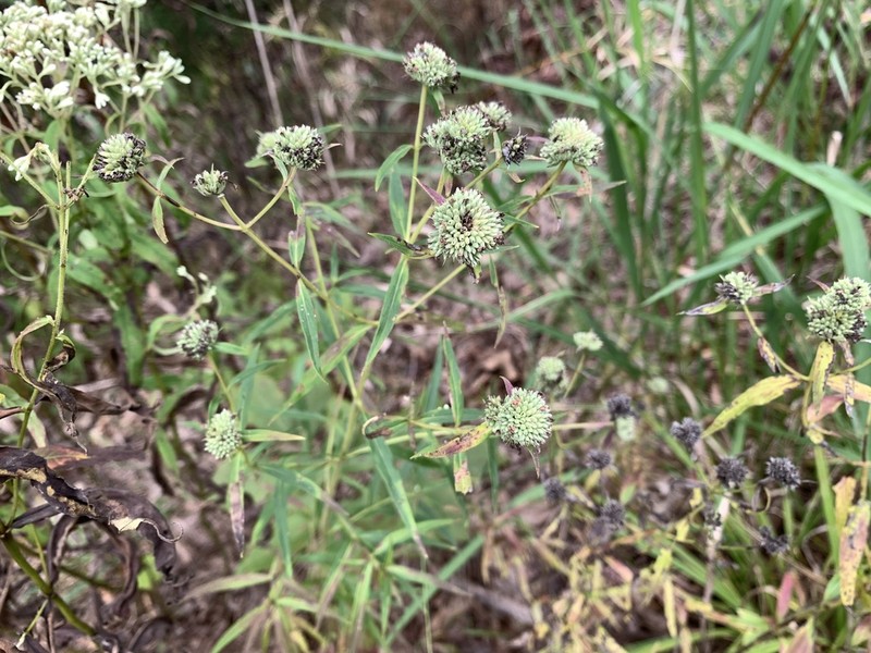 Pycnanthemum torreyi photo 6