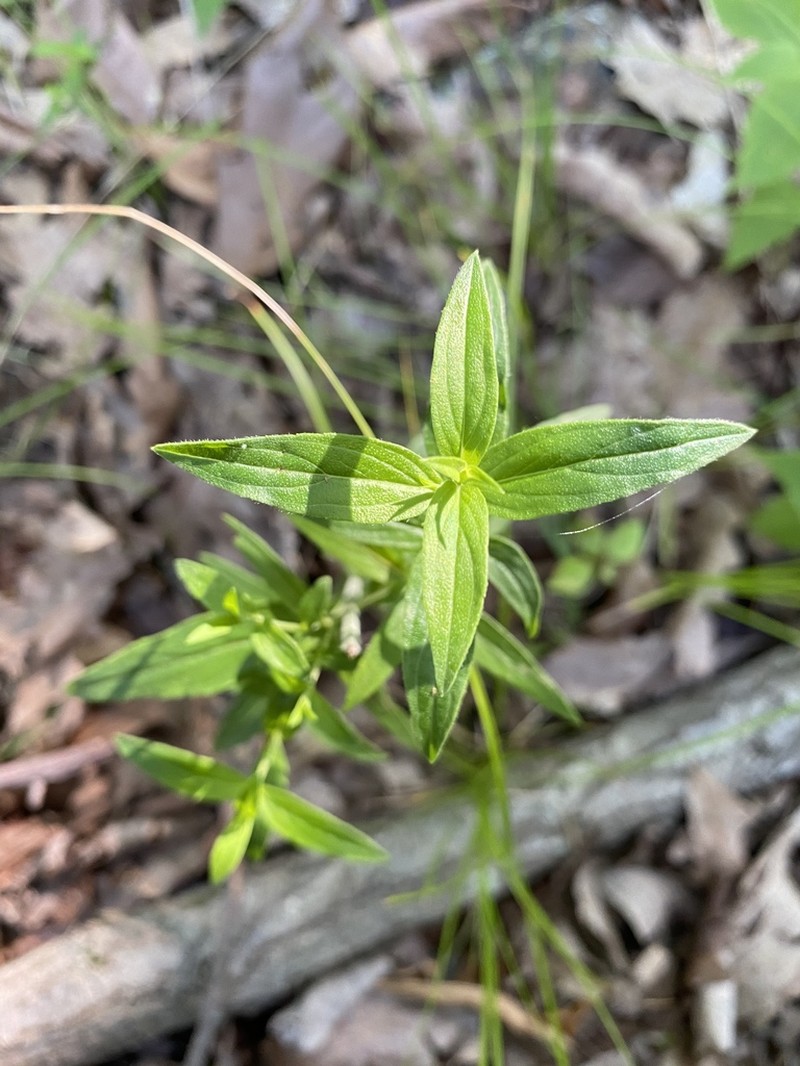 Pycnanthemum torreyi photo 7