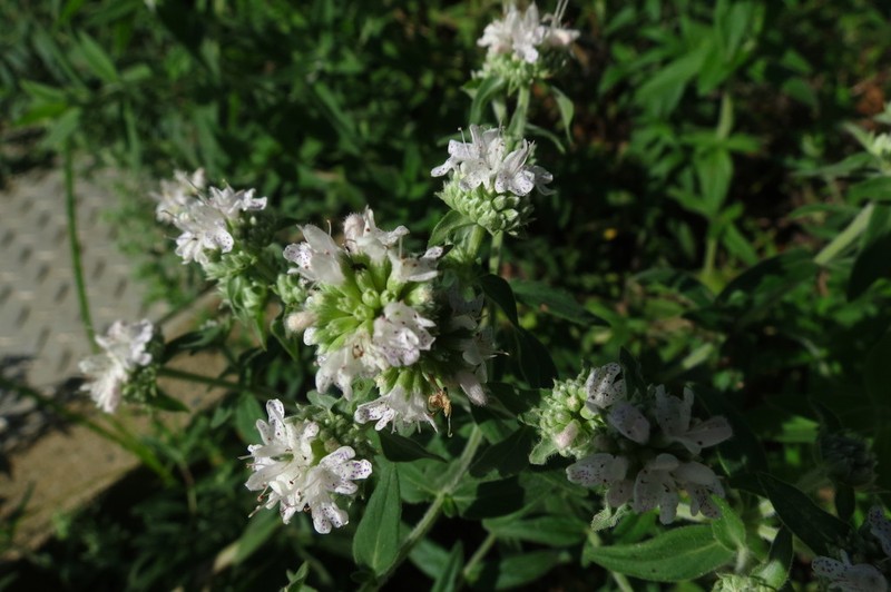 Pycnanthemum torreyi photo 8
