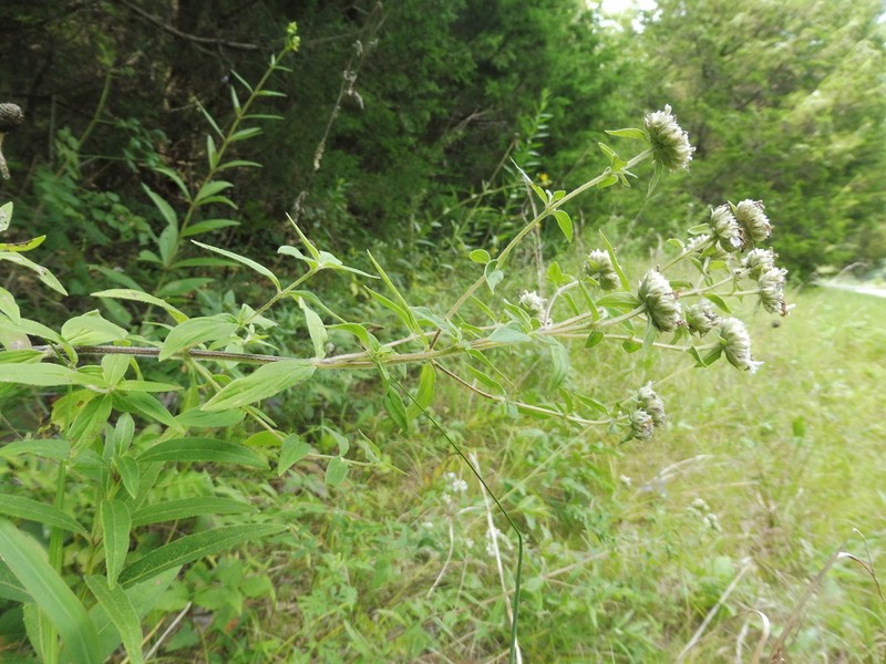 Whorled Mountainmint