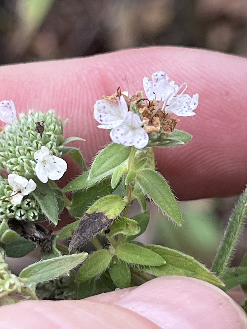 Whorled Mountainmint photo 2