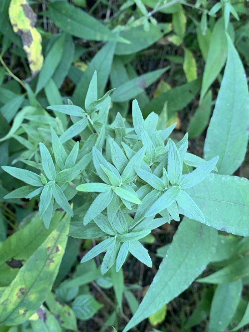 Whorled Mountainmint photo 3