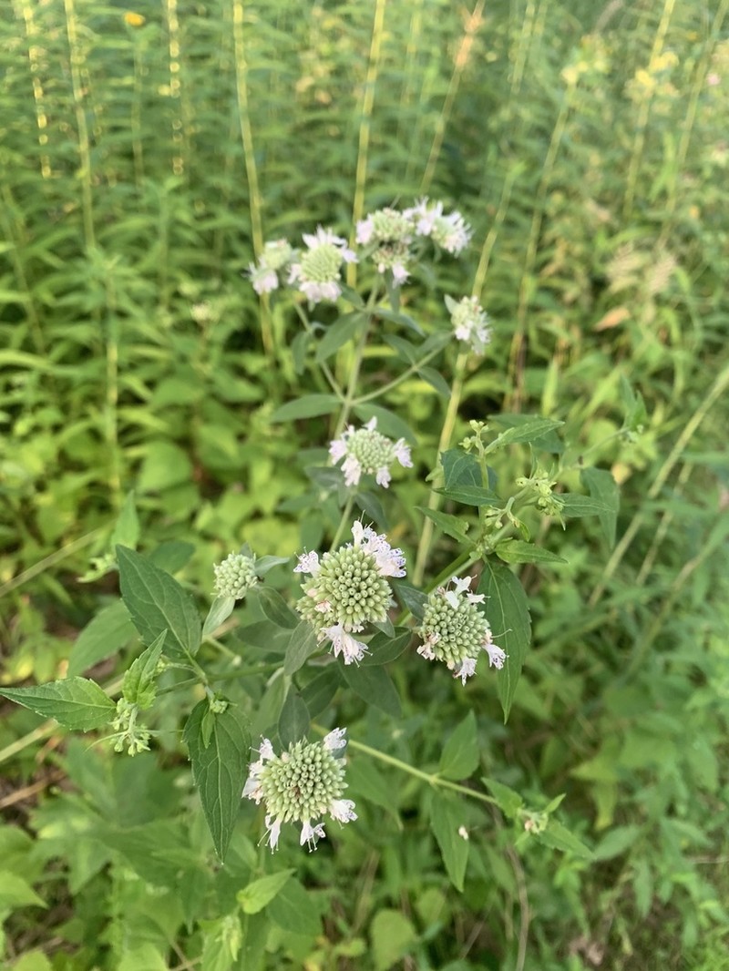 Whorled Mountainmint photo 4
