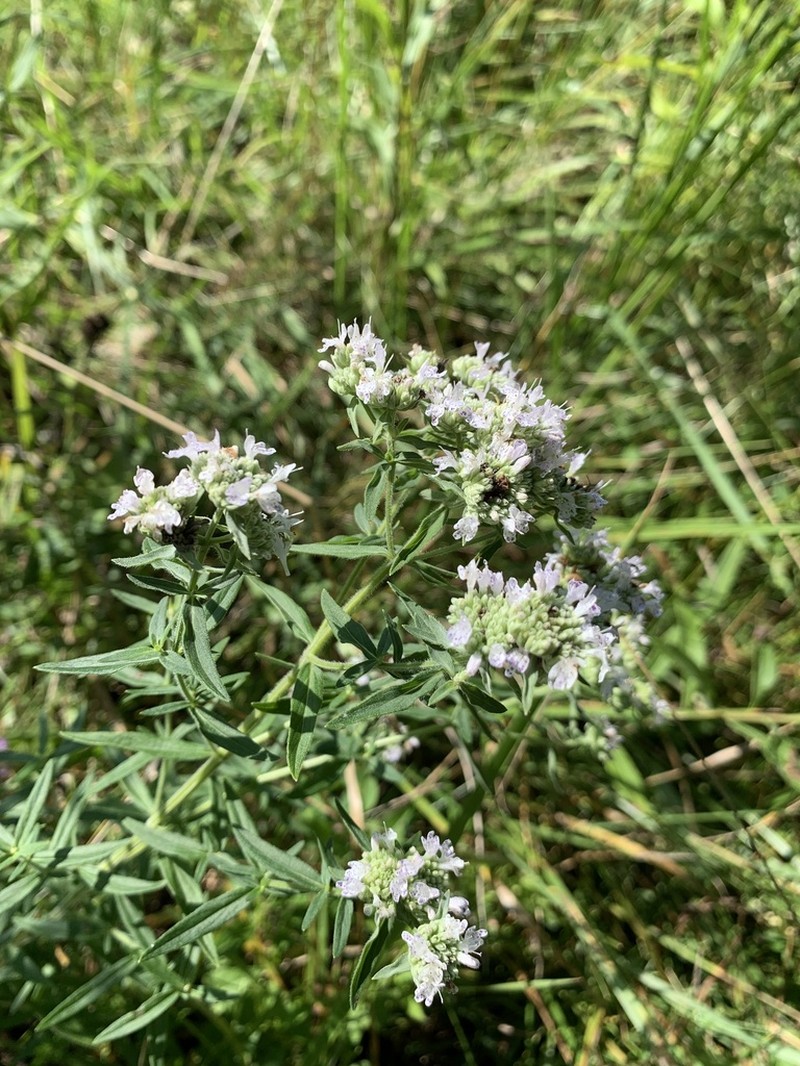 Whorled Mountainmint photo 5