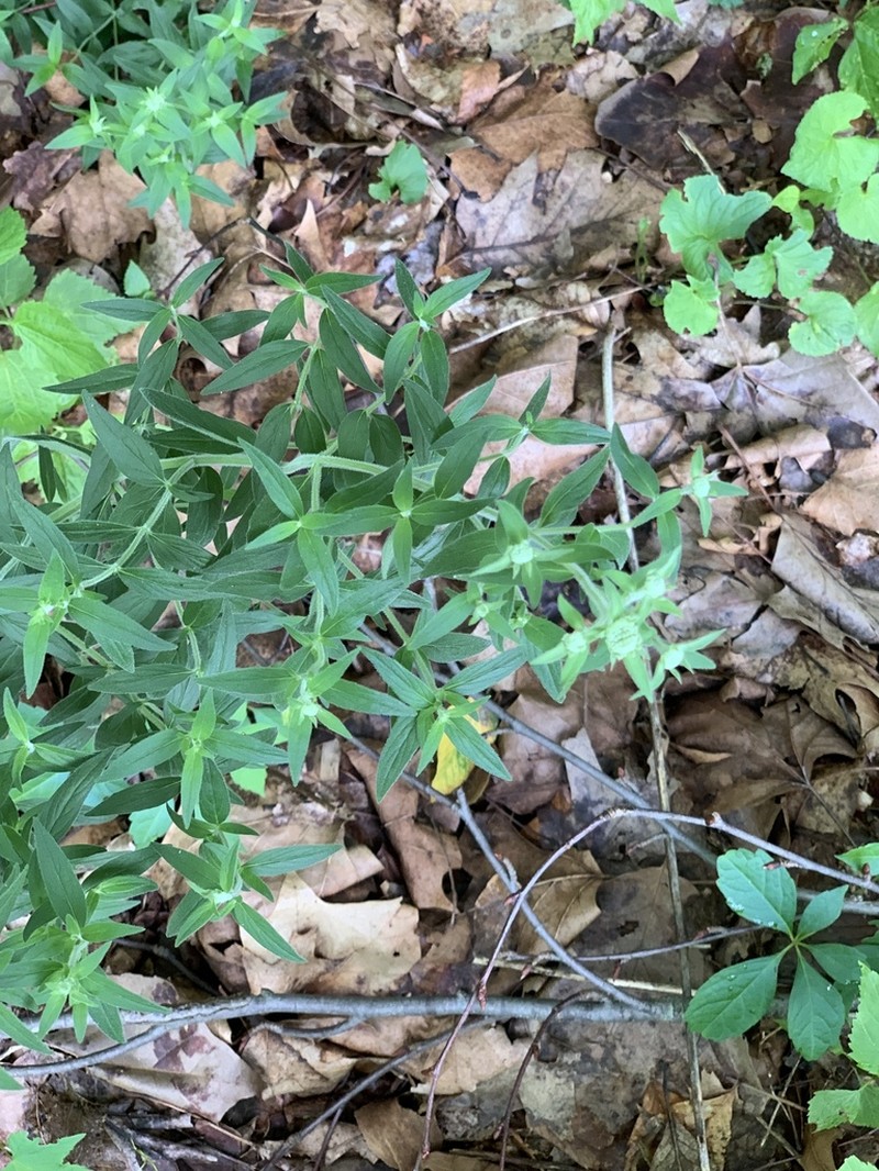Whorled Mountainmint photo 6