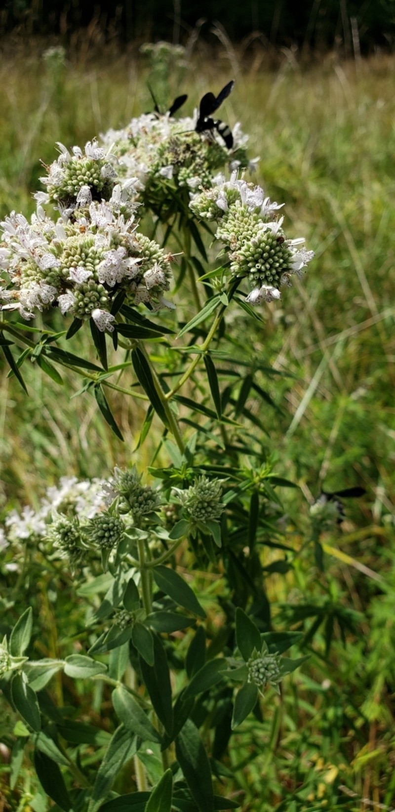 Whorled Mountainmint photo 7