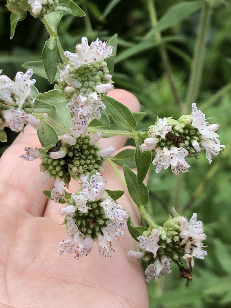Whorled Mountainmint photo 8