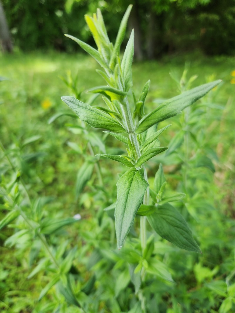 Pycnanthemum verticillatum var. pilosum