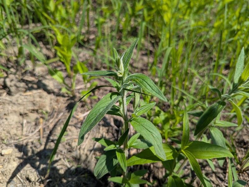 Pycnanthemum verticillatum var. pilosum photo 2