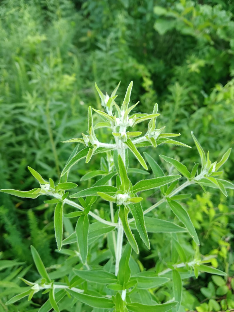Pycnanthemum verticillatum var. pilosum photo 3