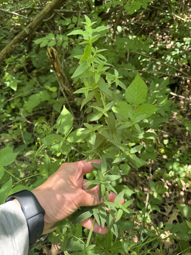 Pycnanthemum verticillatum var. pilosum photo 4
