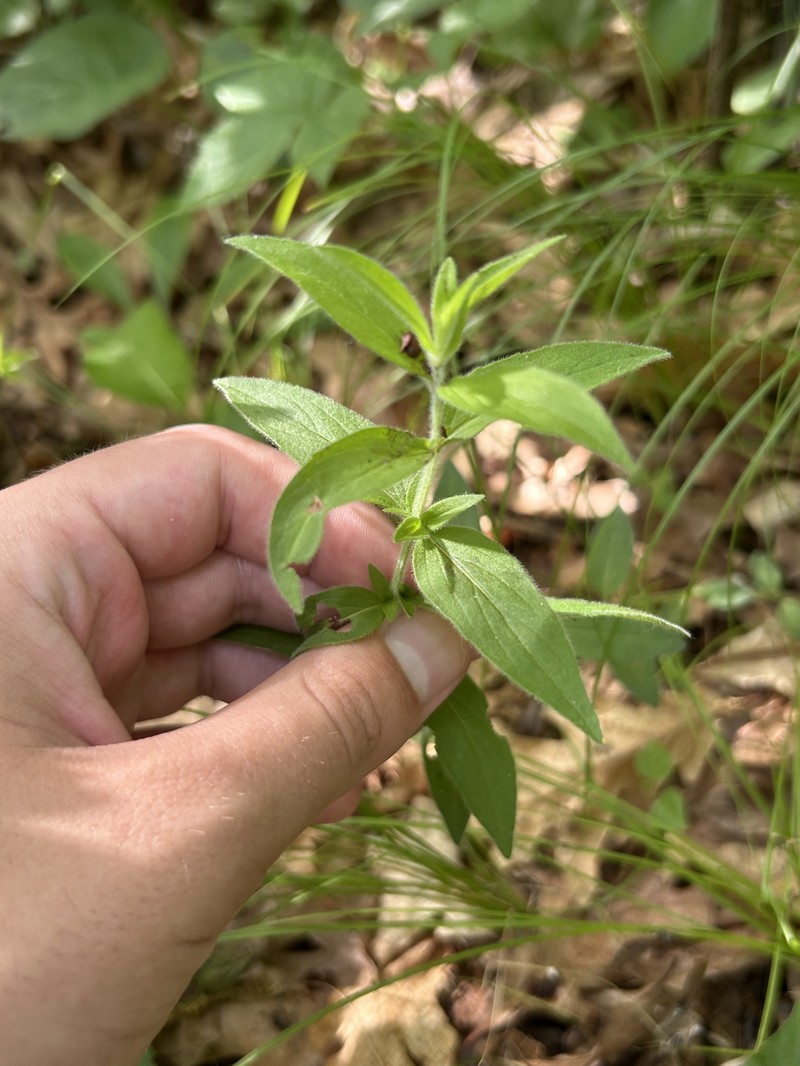 Pycnanthemum verticillatum var. pilosum photo 5