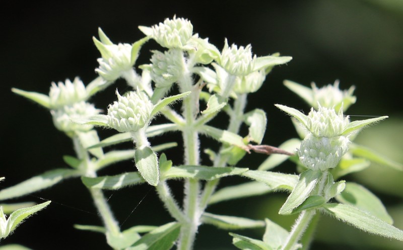 Pycnanthemum verticillatum var. pilosum photo 6