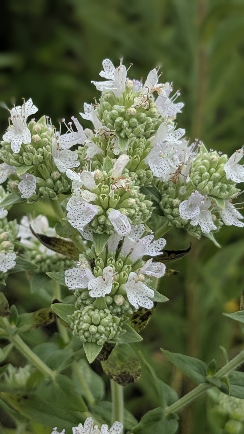 Pycnanthemum verticillatum var. pilosum photo 7