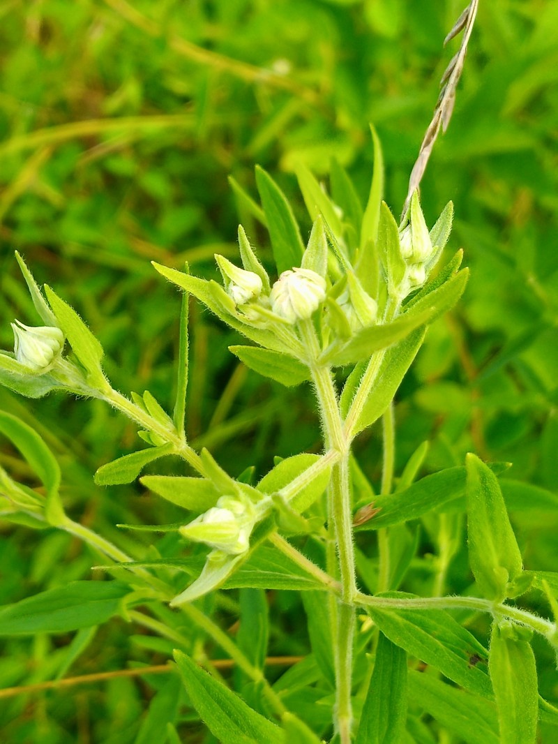 Pycnanthemum verticillatum var. pilosum photo 8