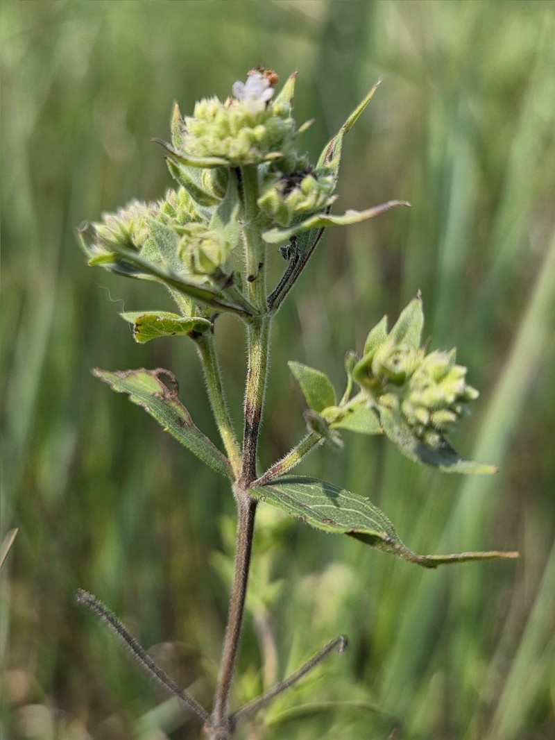 Pycnanthemum verticillatum var. verticillatum