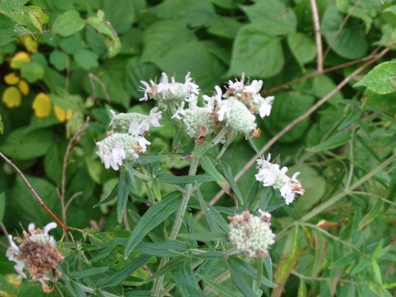 Pycnanthemum verticillatum var. verticillatum photo 2