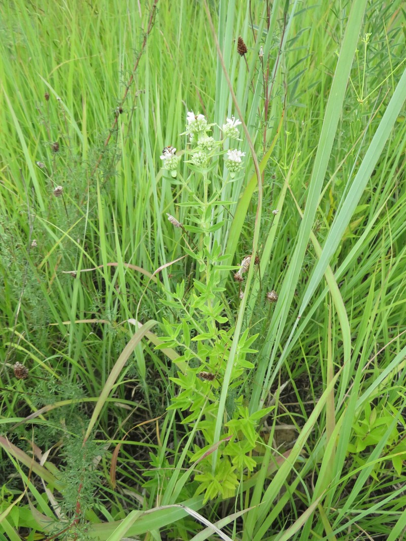 Pycnanthemum verticillatum var. verticillatum photo 3