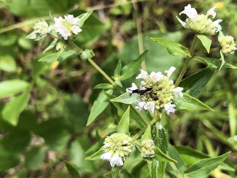 Pycnanthemum verticillatum var. verticillatum photo 4