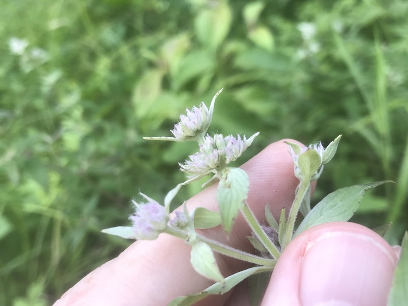 Pycnanthemum verticillatum var. verticillatum photo 5