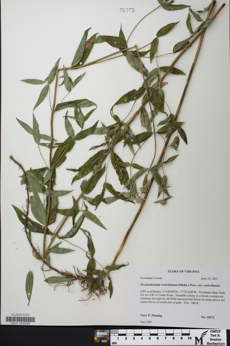 Pycnanthemum verticillatum var. verticillatum photo 6