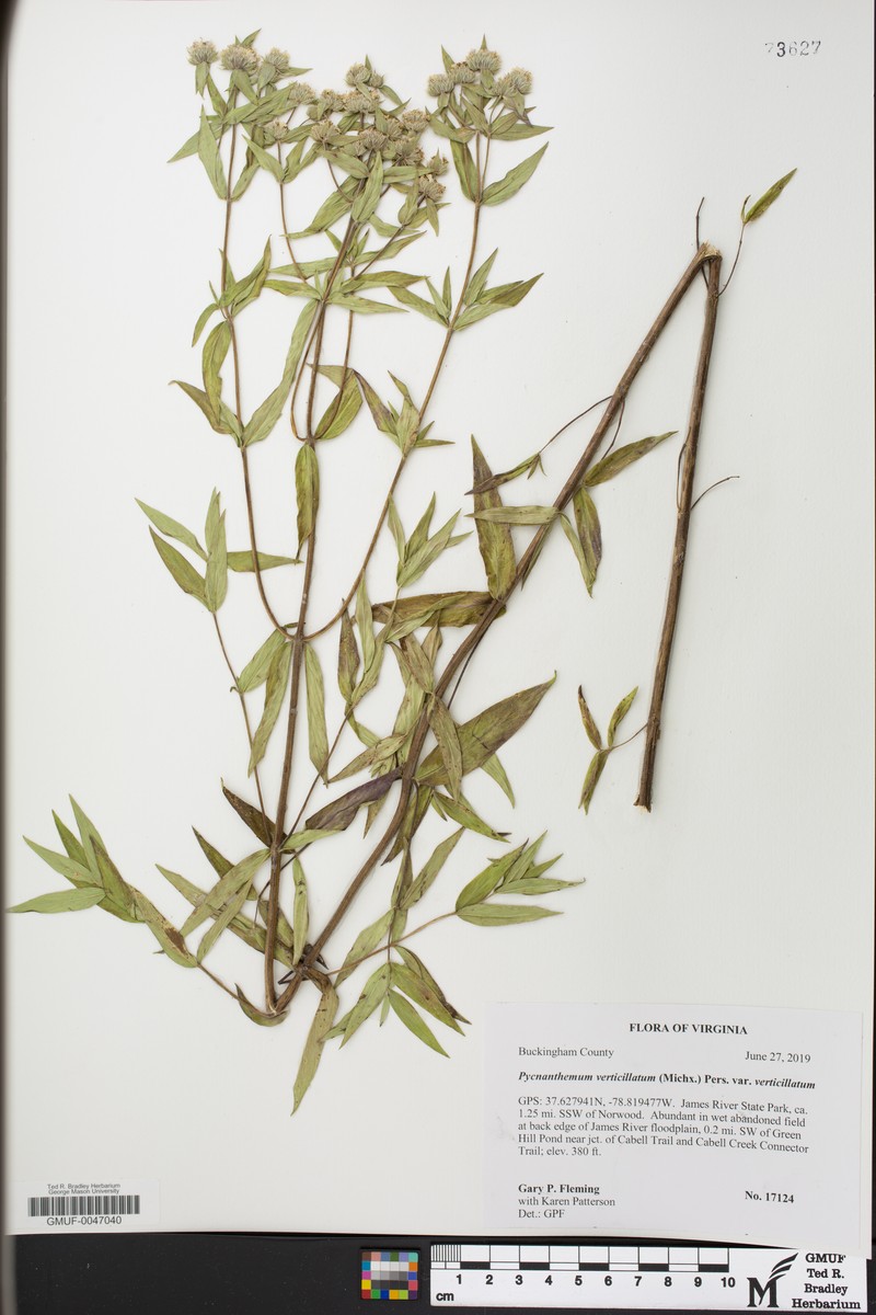 Pycnanthemum verticillatum var. verticillatum photo 7