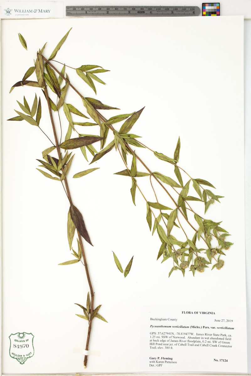 Pycnanthemum verticillatum var. verticillatum photo 8