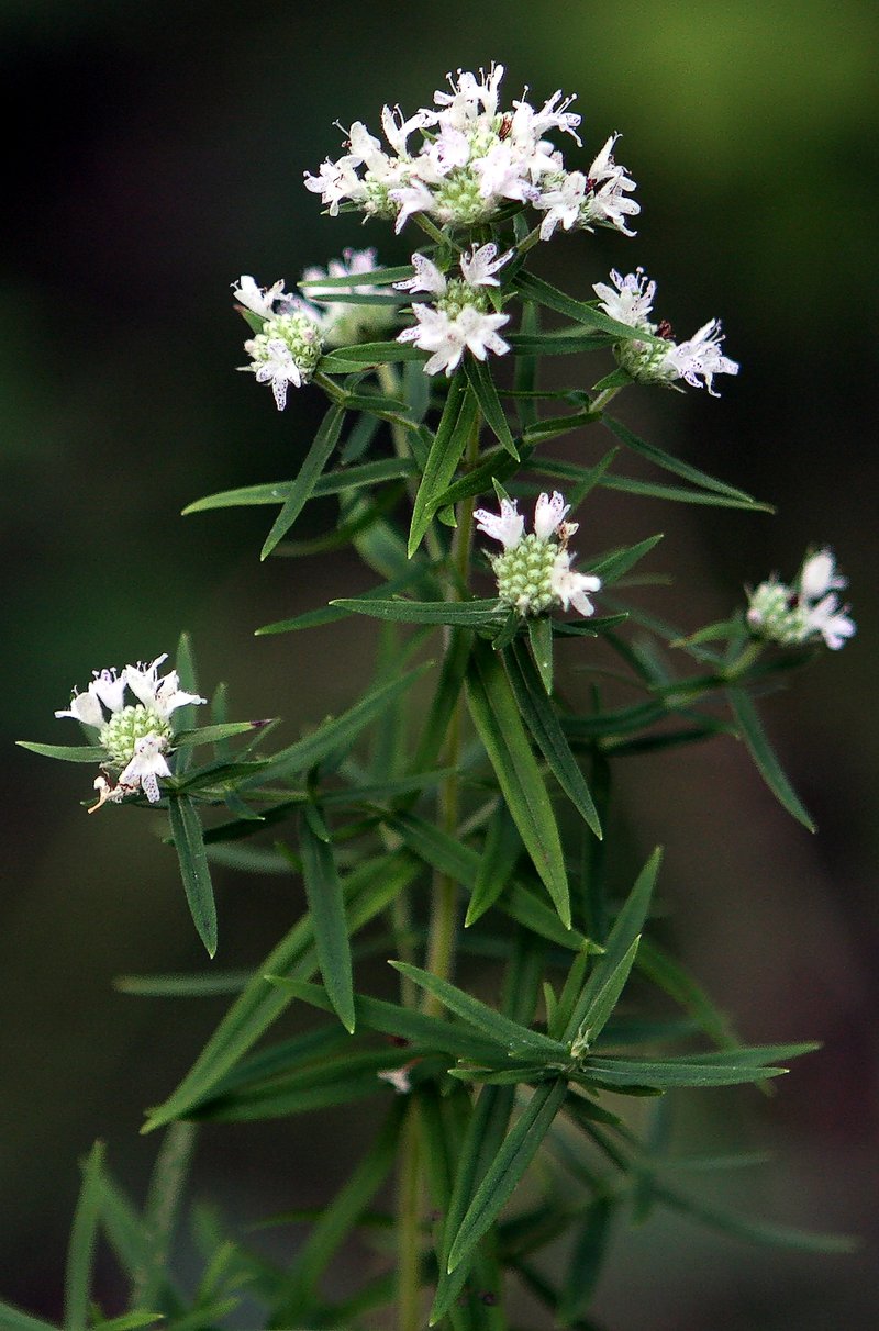 Virginia Mountainmint