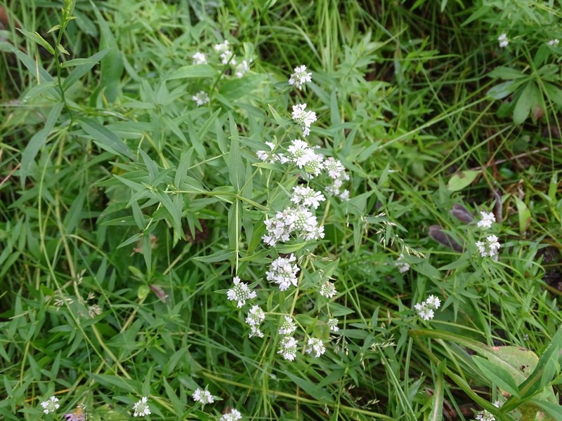 Virginia Mountainmint photo 2