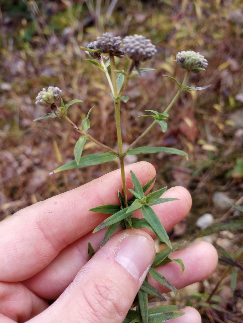 Virginia Mountainmint photo 3