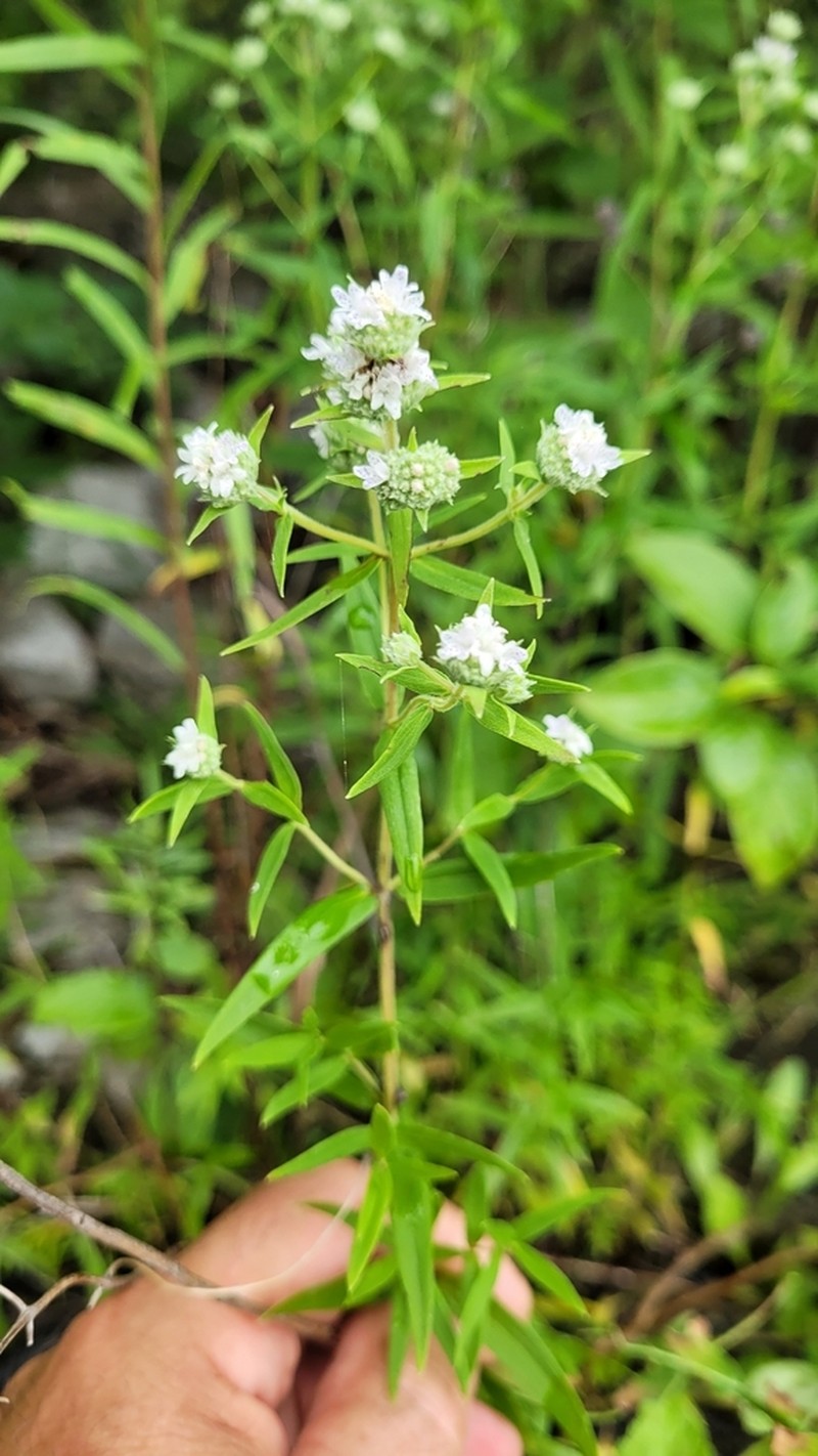 Virginia Mountainmint photo 4
