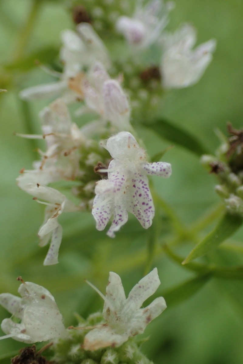 Virginia Mountainmint photo 5