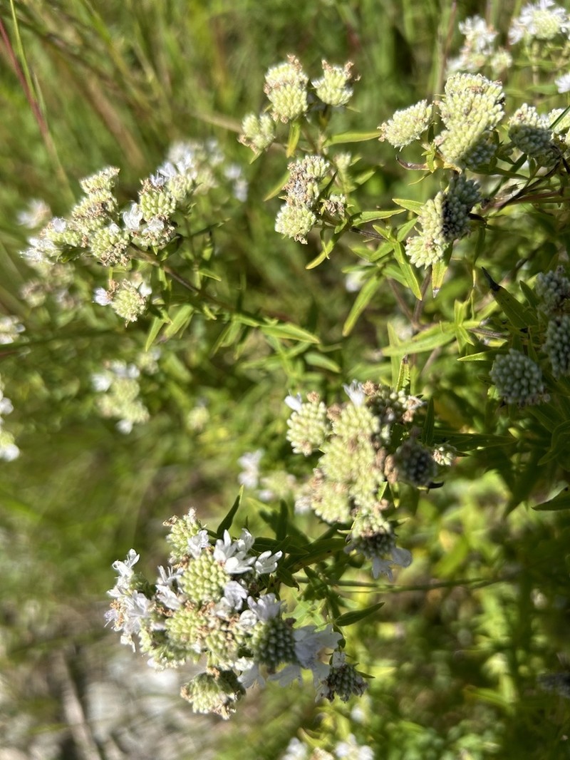 Virginia Mountainmint photo 7