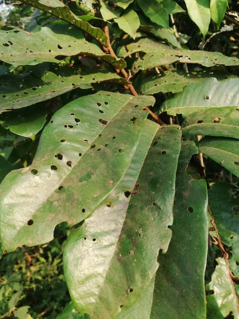 Pycnanthus angolensis subsp. angolensis