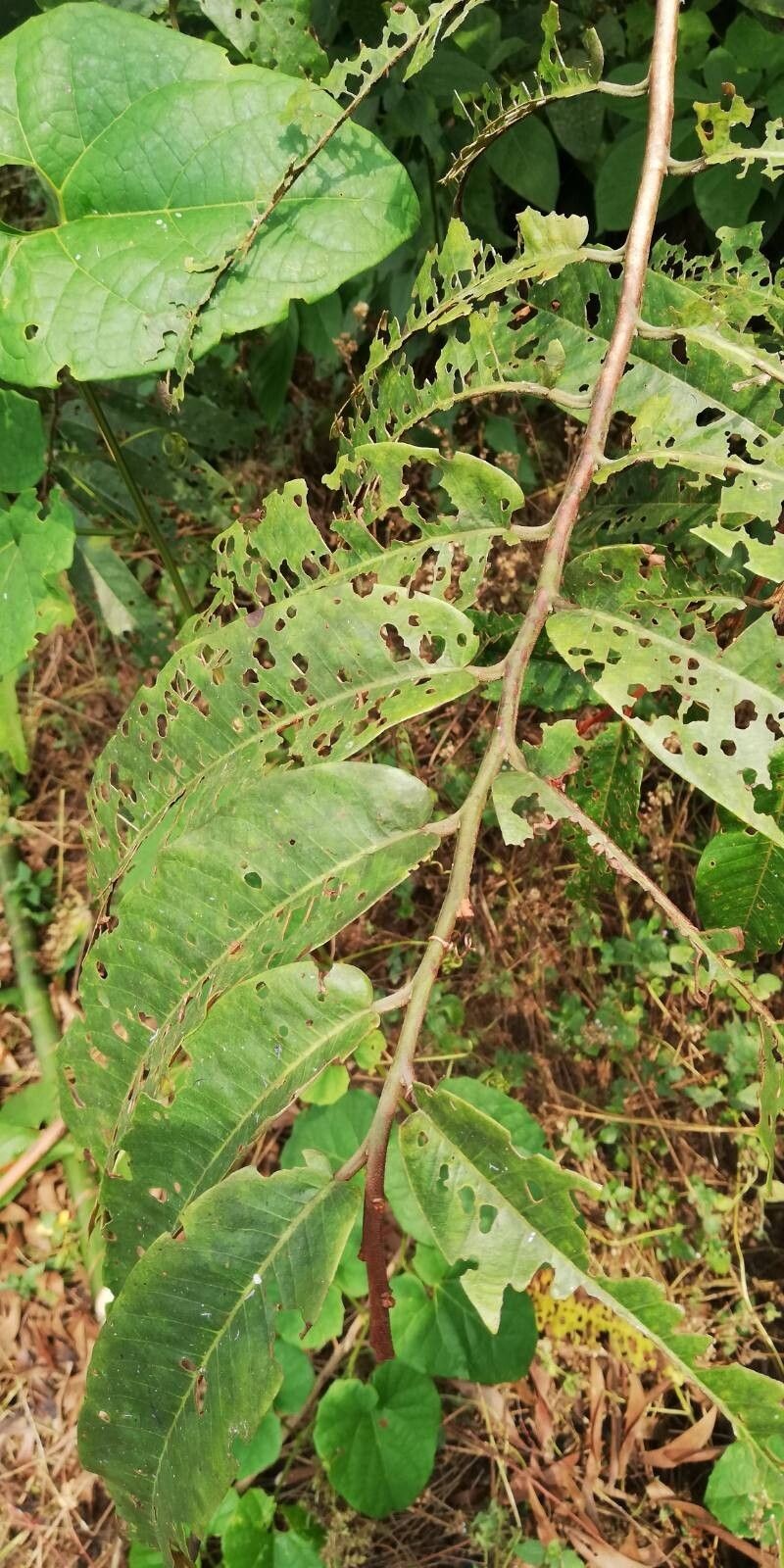 Pycnanthus angolensis subsp. angolensis photo 3