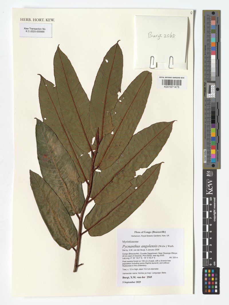 Pycnanthus angolensis subsp. angolensis photo 4