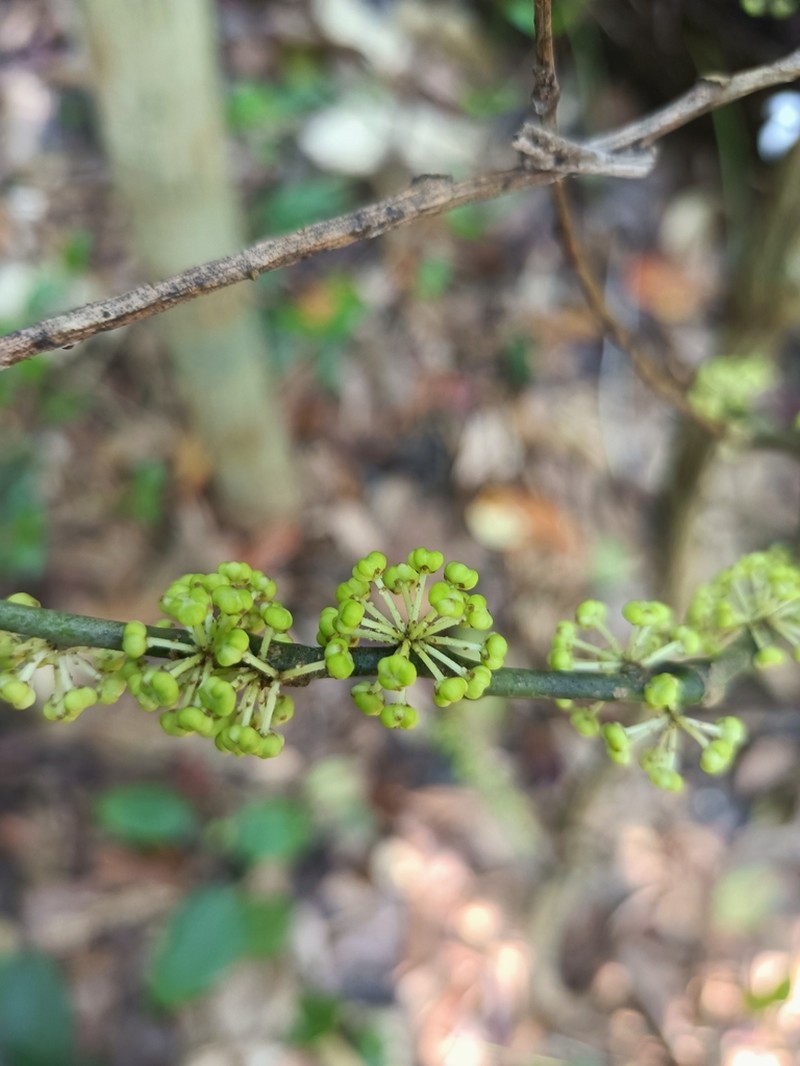 Pycnarrhena planiflora photo 2