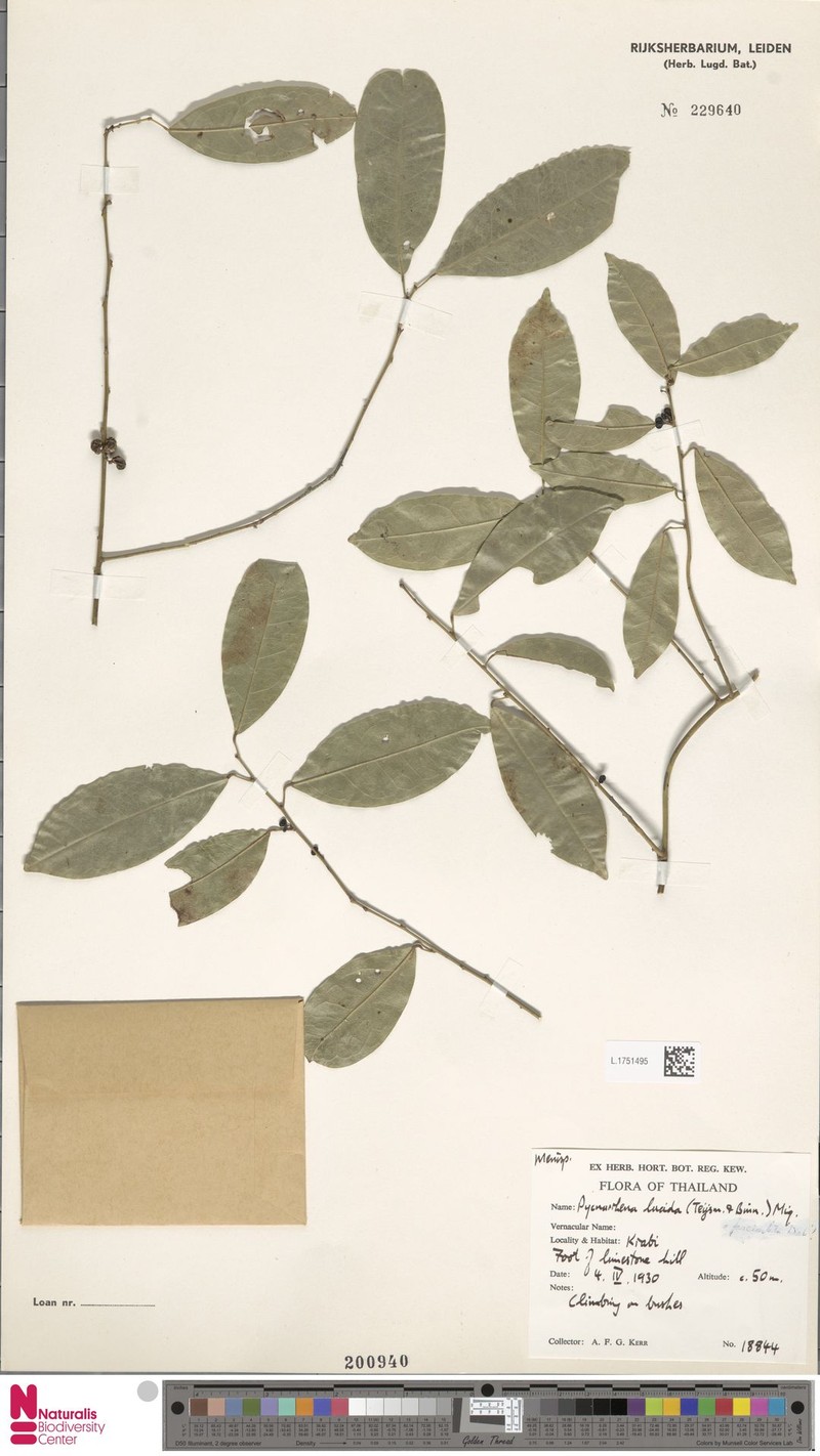 Pycnarrhena planiflora photo 3